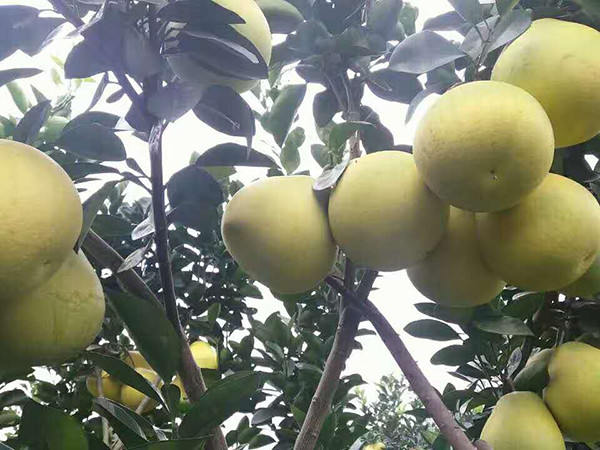 果园环境